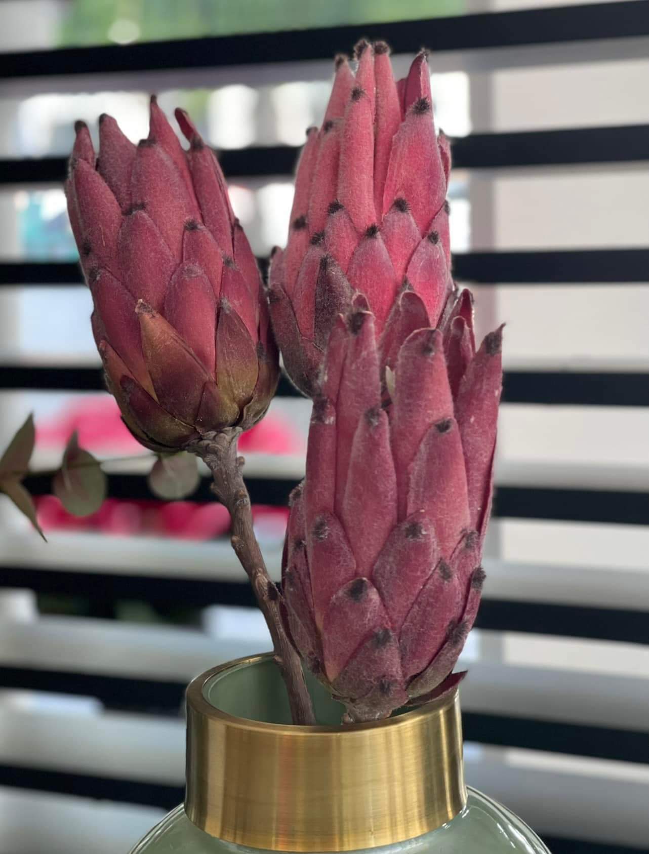 PROTEA OLIS